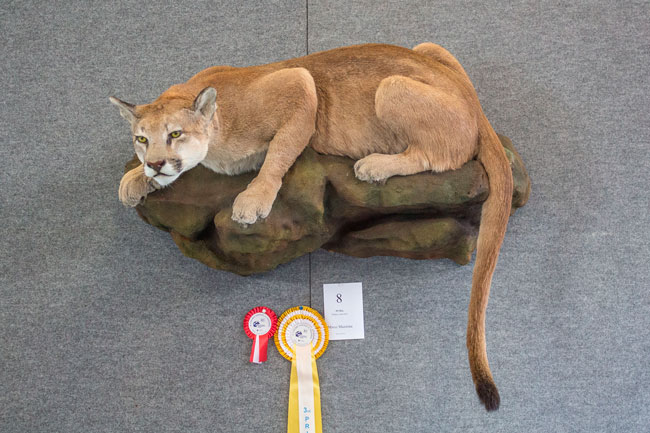 Puma